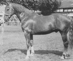 King Of Diamonds - Irish Draft Sire Of Sport Horses